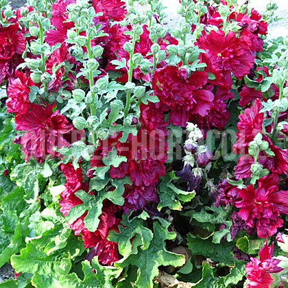 image de Alcea rosea Spring Celebrities Crimson
