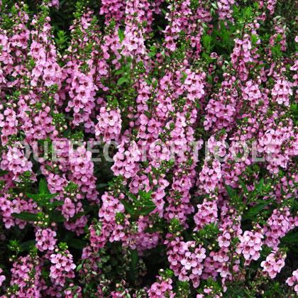 image de Angelonia angustifolia Serenita™ Pink