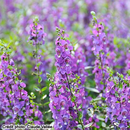 image de Angelonia angustifolia Serenita™ Purple