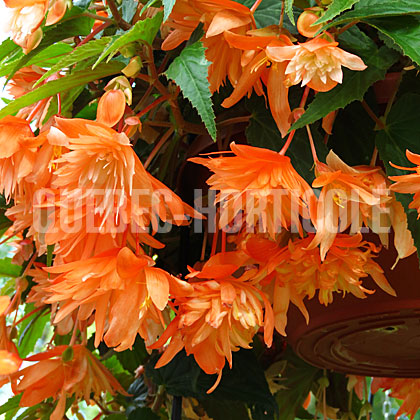 image de Begonia Belleconia™ Soft Orange
