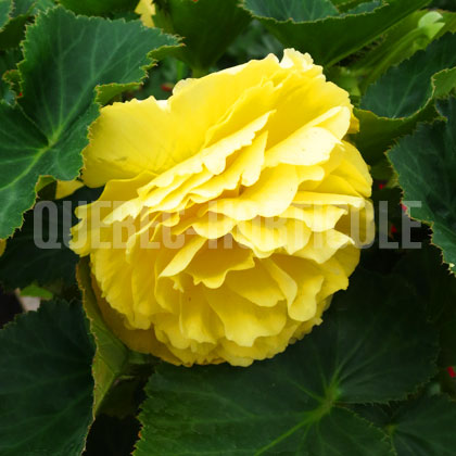 image de Begonia Nonstop® Joy Yellow