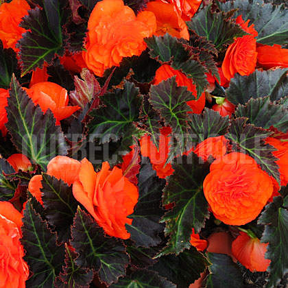image de Begonia Nonstop® Mocca Bright Orange