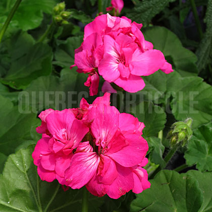 image de Pelargonium Calliope® Large Pink