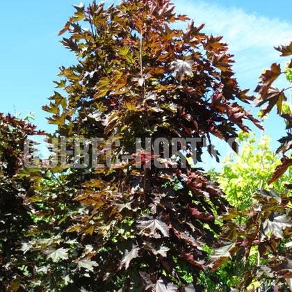 image de Acer platanoides Crimson Sentry