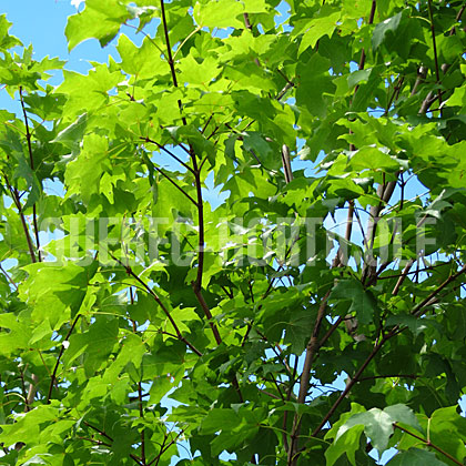 image de Acer saccharum Fall Fiesta®