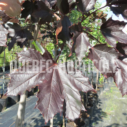 image de Acer platanoides Royal Red