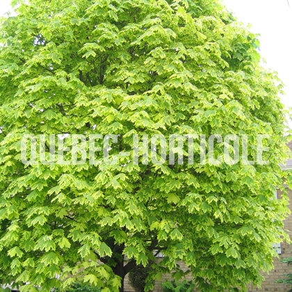 image de Acer platanoides Drummondii