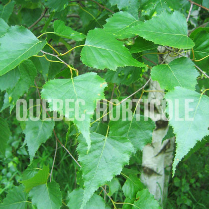 image de Betula populifolia 