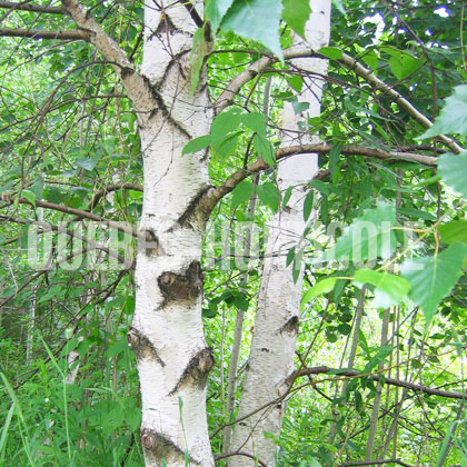 image de Betula populifolia 