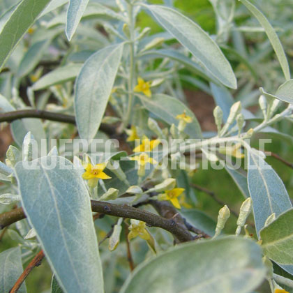 image de Elaeagnus angustifolia 
