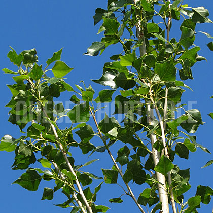 image de Populus nigra var. thevestina 