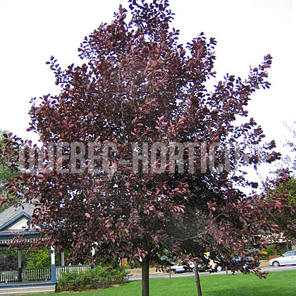 image de Prunus virginiana Schubert