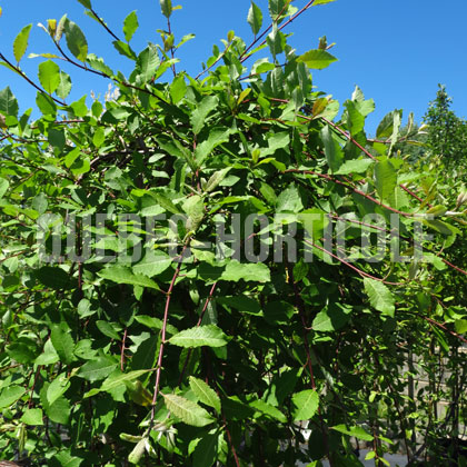 image de Salix caprea Pendula