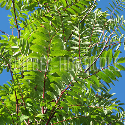 image de Sorbus aucuparia Cardinal Royal