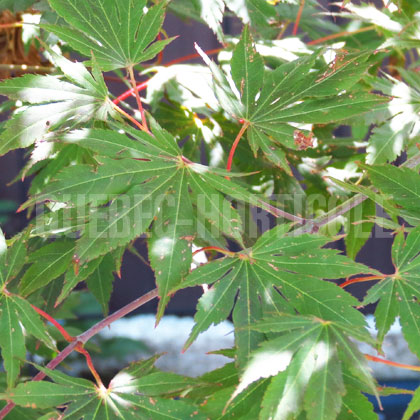 image de Acer palmatum x pseudosieboldianum North Wind®