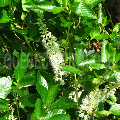 image de Clethra alnifolia Vanilla Spice®