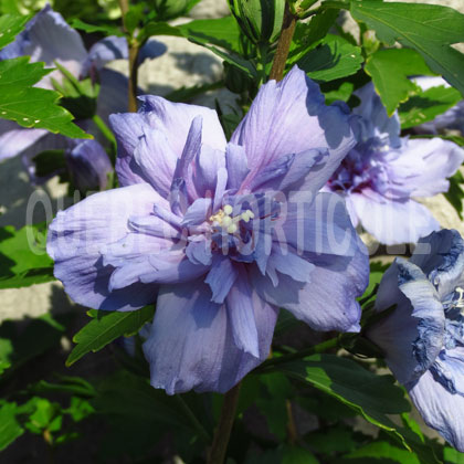 image de Hibiscus syriacus Blue Chiffon
