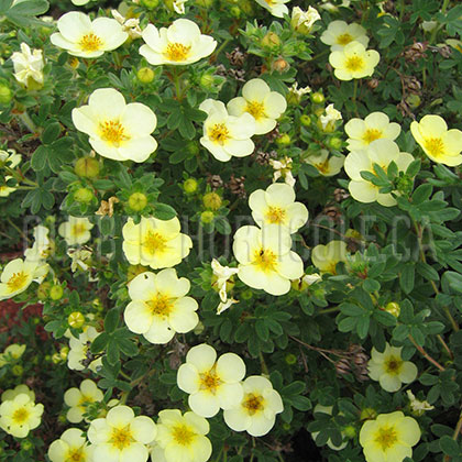image de Potentilla fruticosa Primrose Beauty