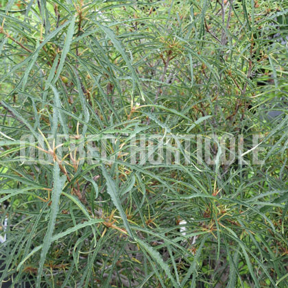 image de Frangula alnus Asplenifolia