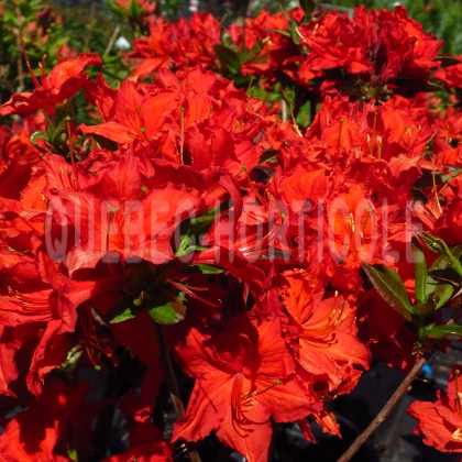 image de Rhododendron Arneson Flame