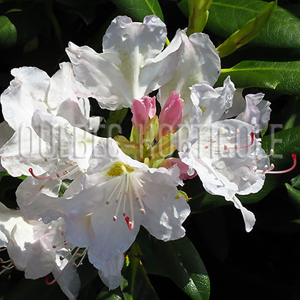image de Rhododendron Catawbiense Album