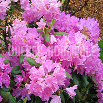 image de Rhododendron PJM Checkmate