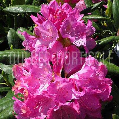 image de Rhododendron English Roseum