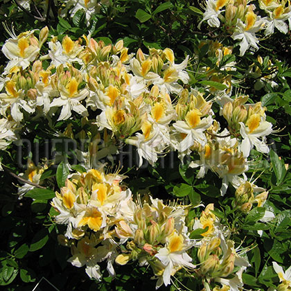 image de Rhododendron Northern Hi-Lights