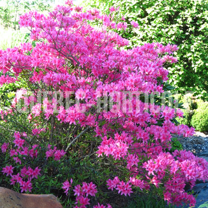 image de Rhododendron Rosy Lights