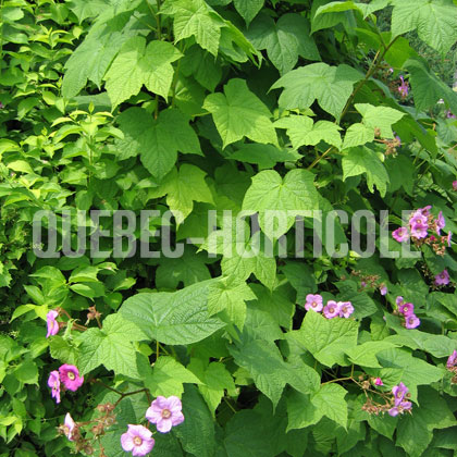 image de Rubus odoratus 