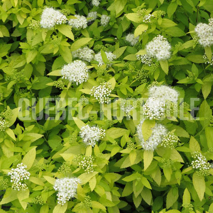 image de Spiraea japonica White Gold