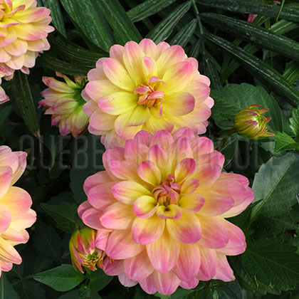 image de Dahlia Hypnotica® Rose Bicolor
