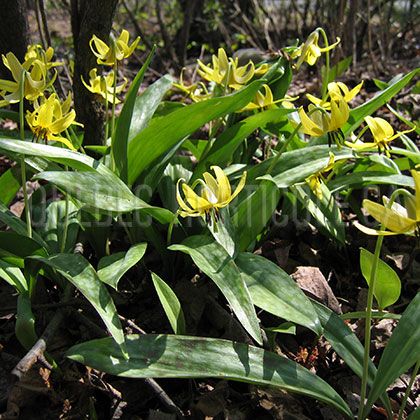 image de Erythronium americanum subsp. americanum 