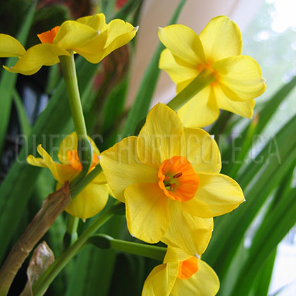 image de Narcissus spp. 