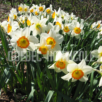 image de Narcissus Flower Record