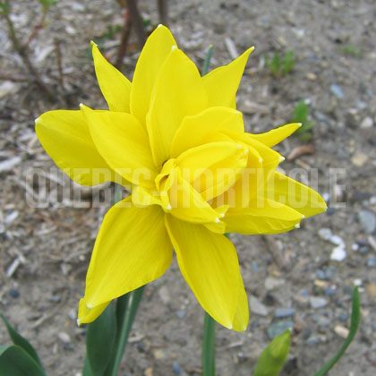 image de Narcissus Golden Ducat