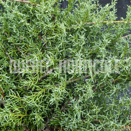 image de Juniperus chinensis Angelica Blue