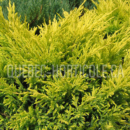 image de Juniperus horizontalis Limeglow
