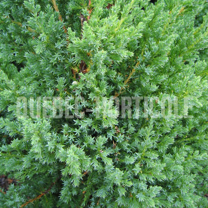 image de Juniperus chinensis Mountbatten