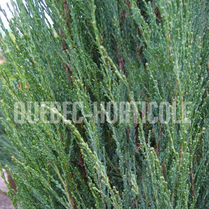 image de Juniperus scopulorum Blue Arrow