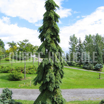 image de Picea glauca Pendula