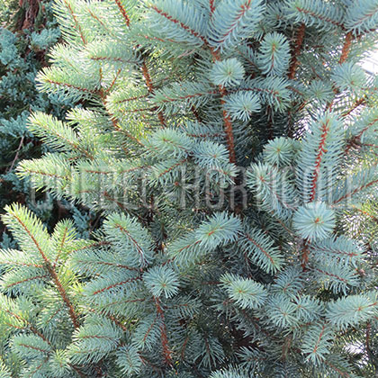 image de Picea pungens Iseli Fastigiate
