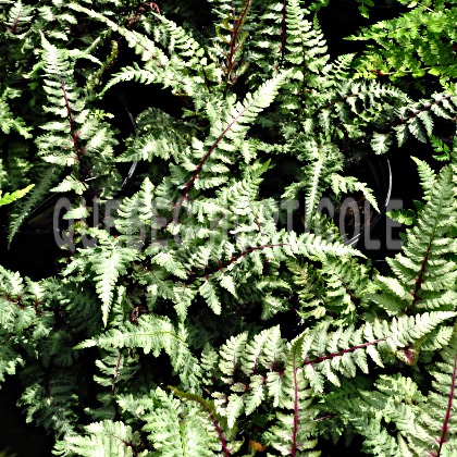 image de Athyrium niponicum var. pictum Regal Red