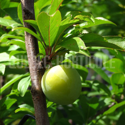 image de Prunus Burbank