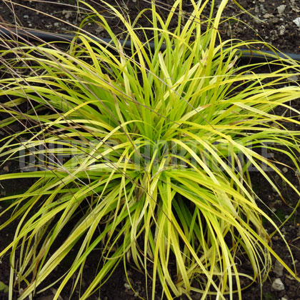 image de Carex oshimensis Everillo