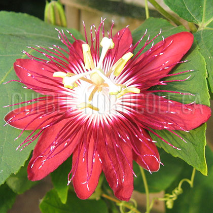 image de Passiflora Lady Margaret