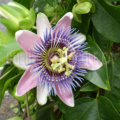 image de Passiflora hybride 