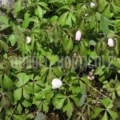 image de Anemone quinquefolia 