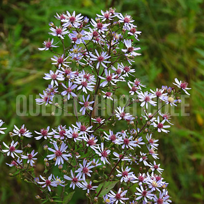 image de Symphyotrichum cordifolium 