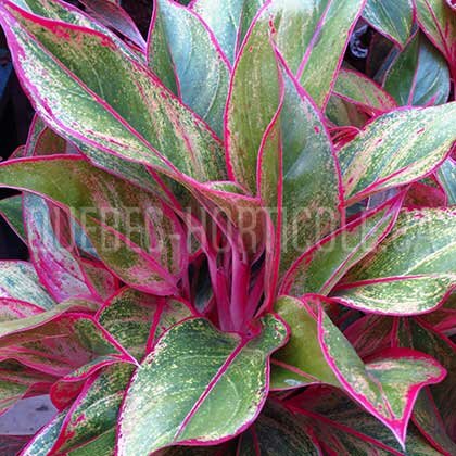 image de Aglaonema Siam